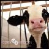 Baby Cow