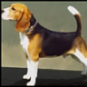 Doggey