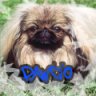 Pogromca Pawcio