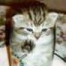 Vishy