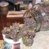 Blueberry Kush