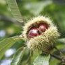 Chestnut