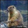 SwisTus