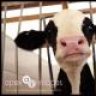 Baby Cow
