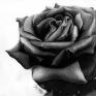 blackroose